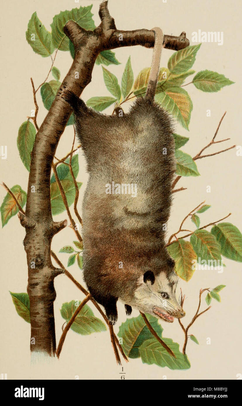 Le malattie e i nemici di pollame (1897) (14564481147) Foto Stock