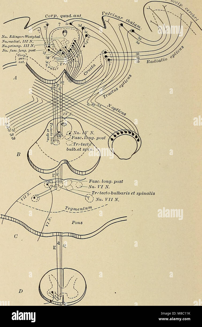 Malattie del sistema nervoso - un libro di testo di Neurologia e psichiatria (1915) (14759734336) Foto Stock