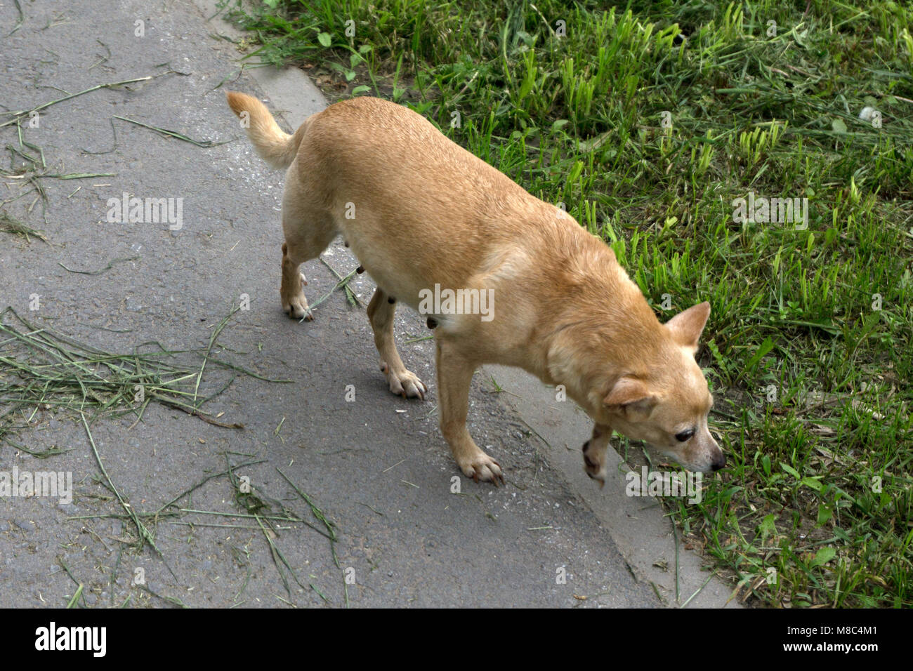 Cane giocando fuori sorrisi Foto Stock