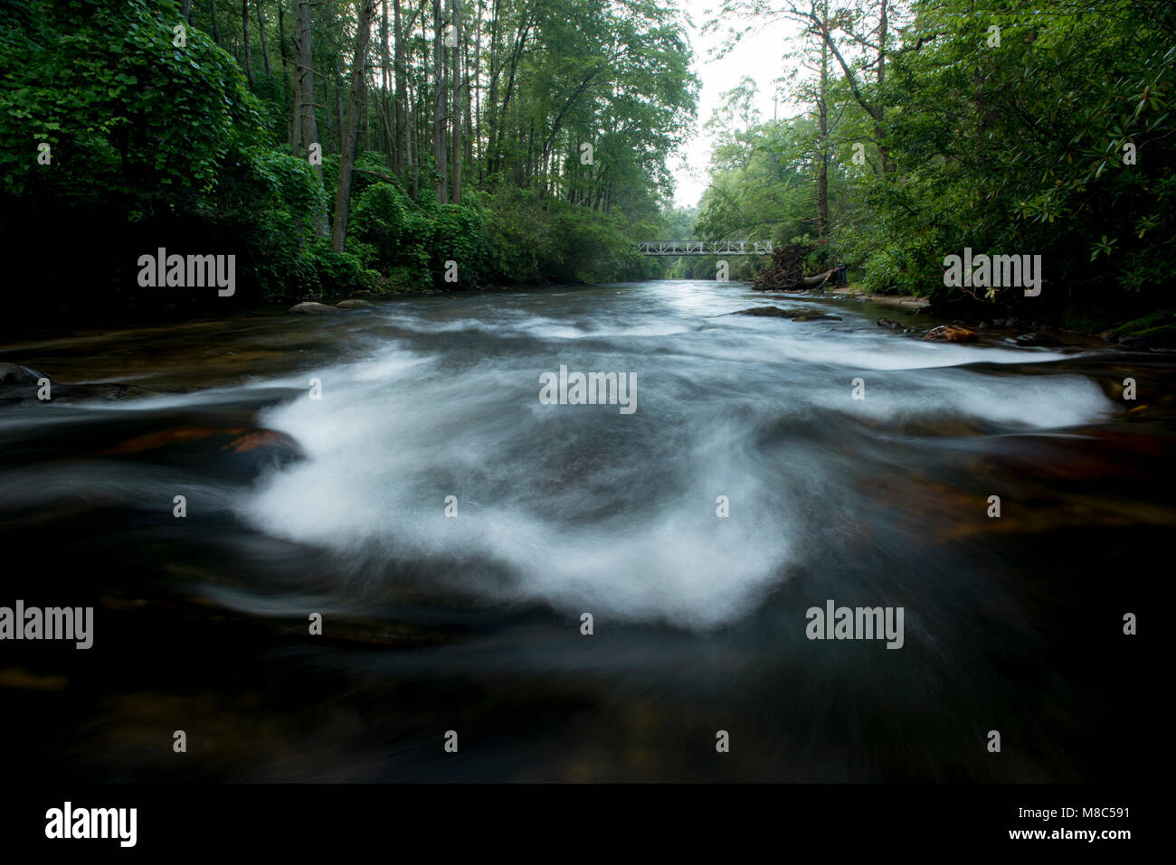 Una mattina in scena di fiume nel fiume Davidson Campeggio, Pisgah National Forest, NC, 29 luglio 2017. Foto Stock