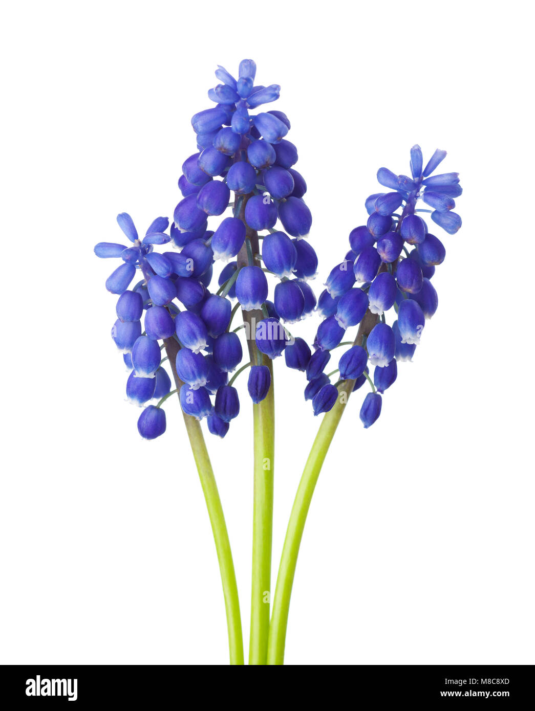 Tre fiori di uva Giacinto isolati su sfondo bianco. Foto Stock