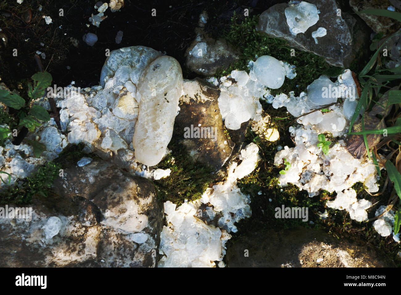 Acque reflue, inquinamento, il riscaldamento globale, vita cattiva, anatra Foto Stock