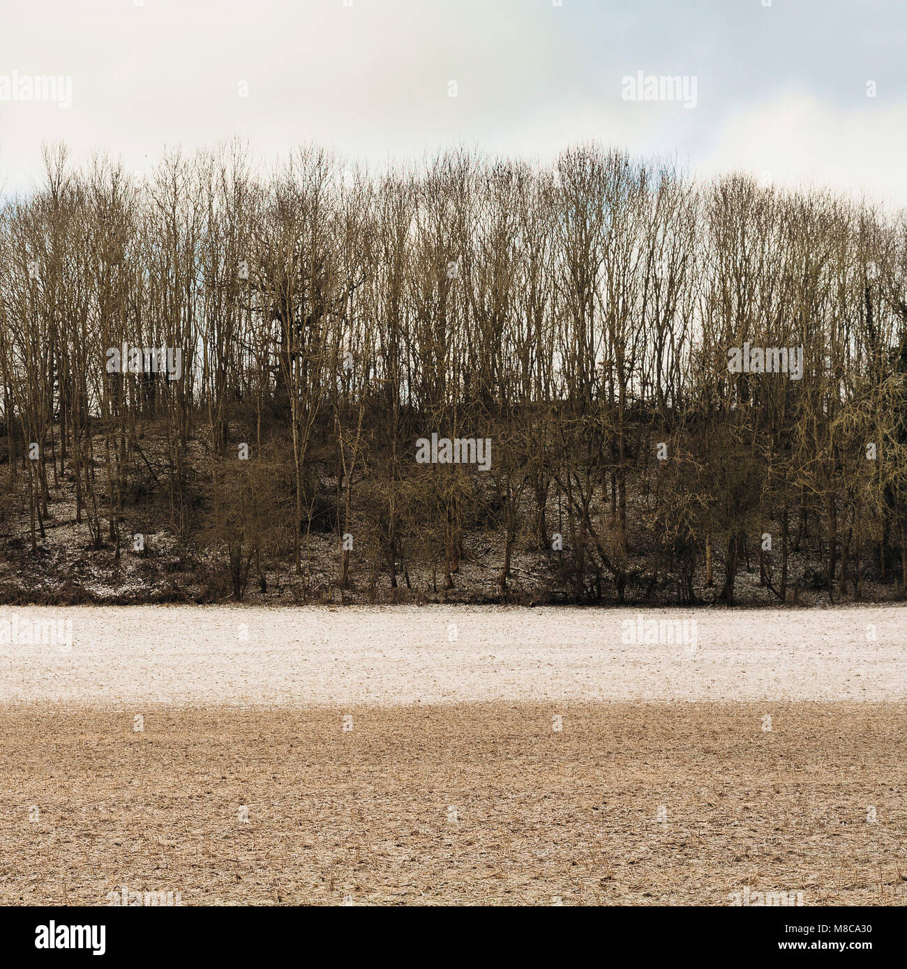 Minimalista paesaggio invernale con il campo, neve e alberi Foto Stock