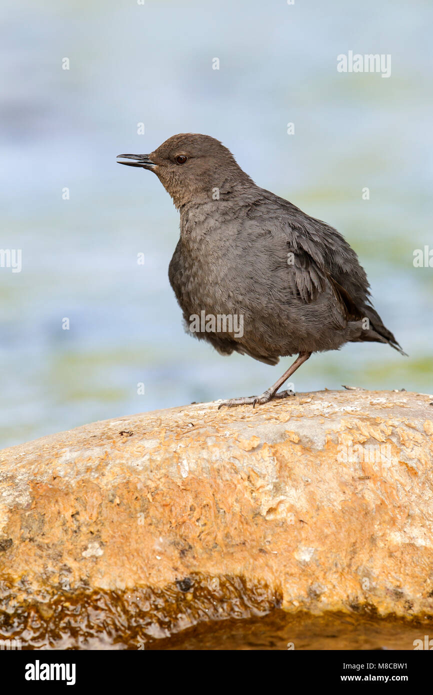 Adulto Weber Co., UT Giugno 2013 Foto Stock