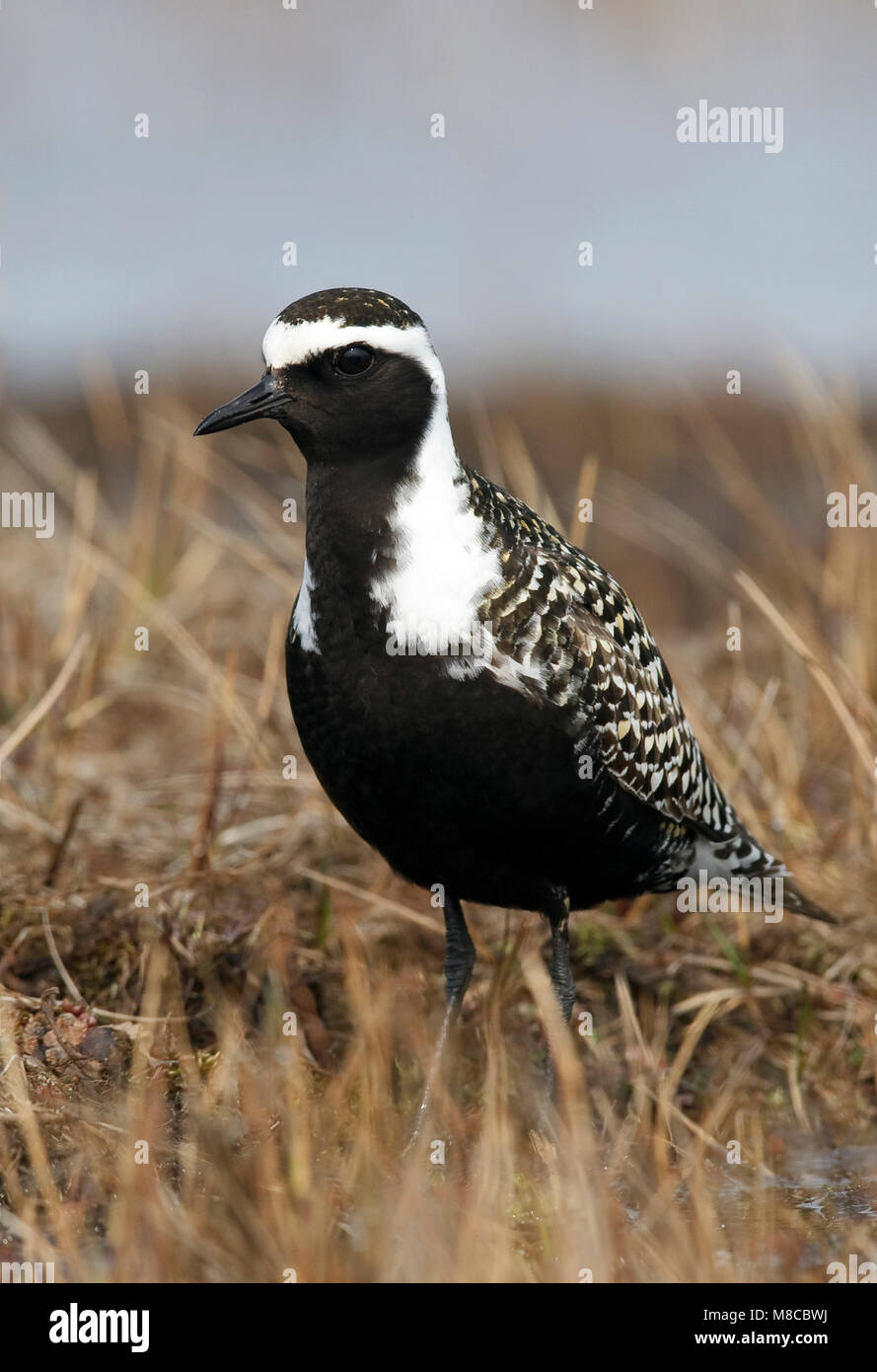 Adulti riproduttori maschi Barrow, AK Giugno 2010 Foto Stock