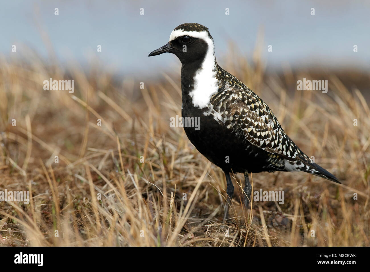 Adulti riproduttori maschi Barrow, AK Giugno 2010 Foto Stock