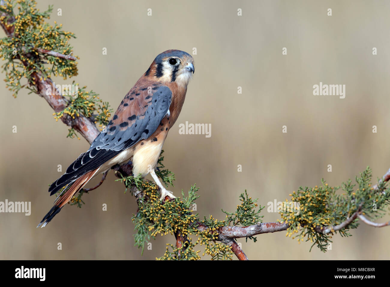 Maschio adulto Socorro Co., N.M. Dicembre 2014 Foto Stock