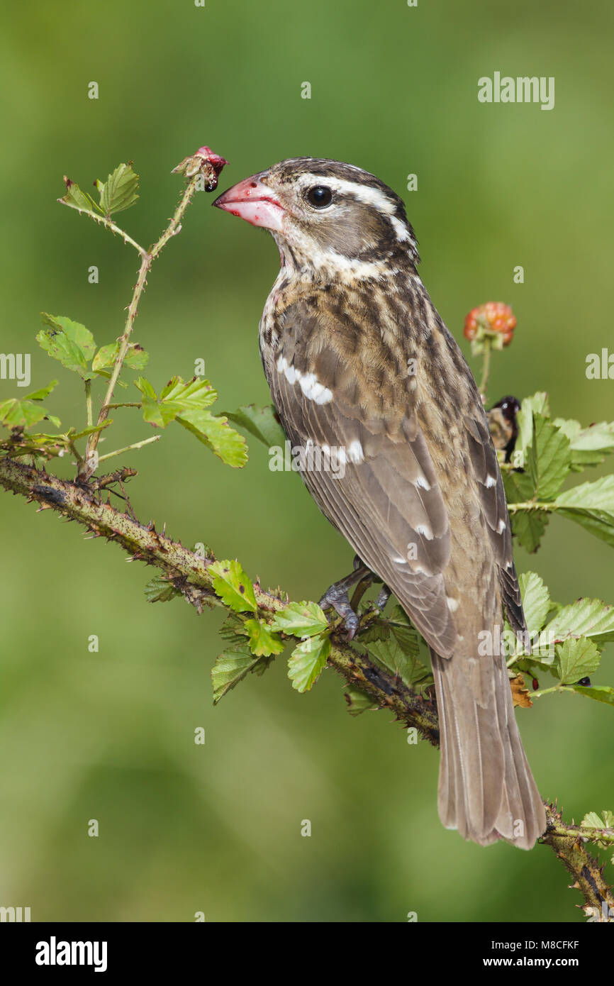 Vrouwtje Roodborstkardinaal, Femmina Rose-breasted Grosbeak Foto Stock