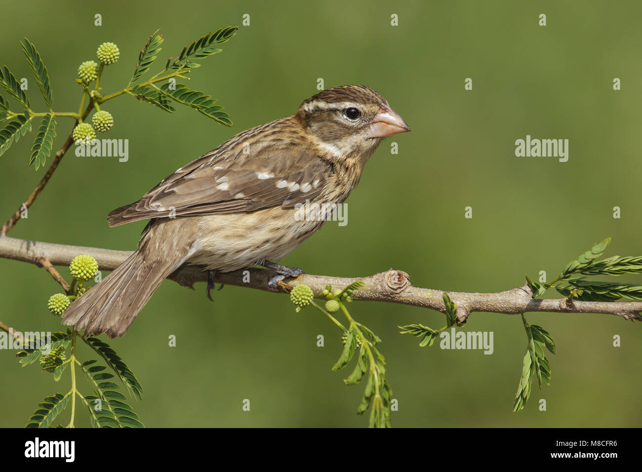 Vrouwtje Roodborstkardinaal, Femmina Rose-breasted Grosbeak Foto Stock