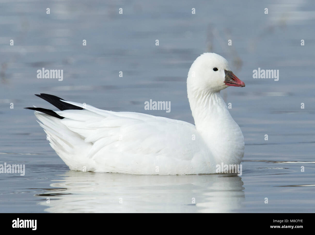 Bianco adulto morph Socorro Co., N.M. Dicembre 2014 Foto Stock