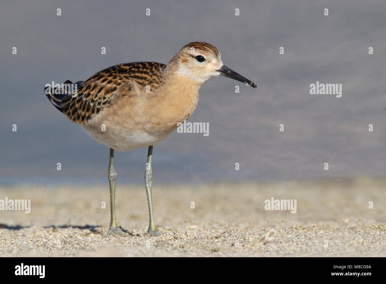 Il novellame di Los Angeles Co., CA Settembre 2010 Foto Stock