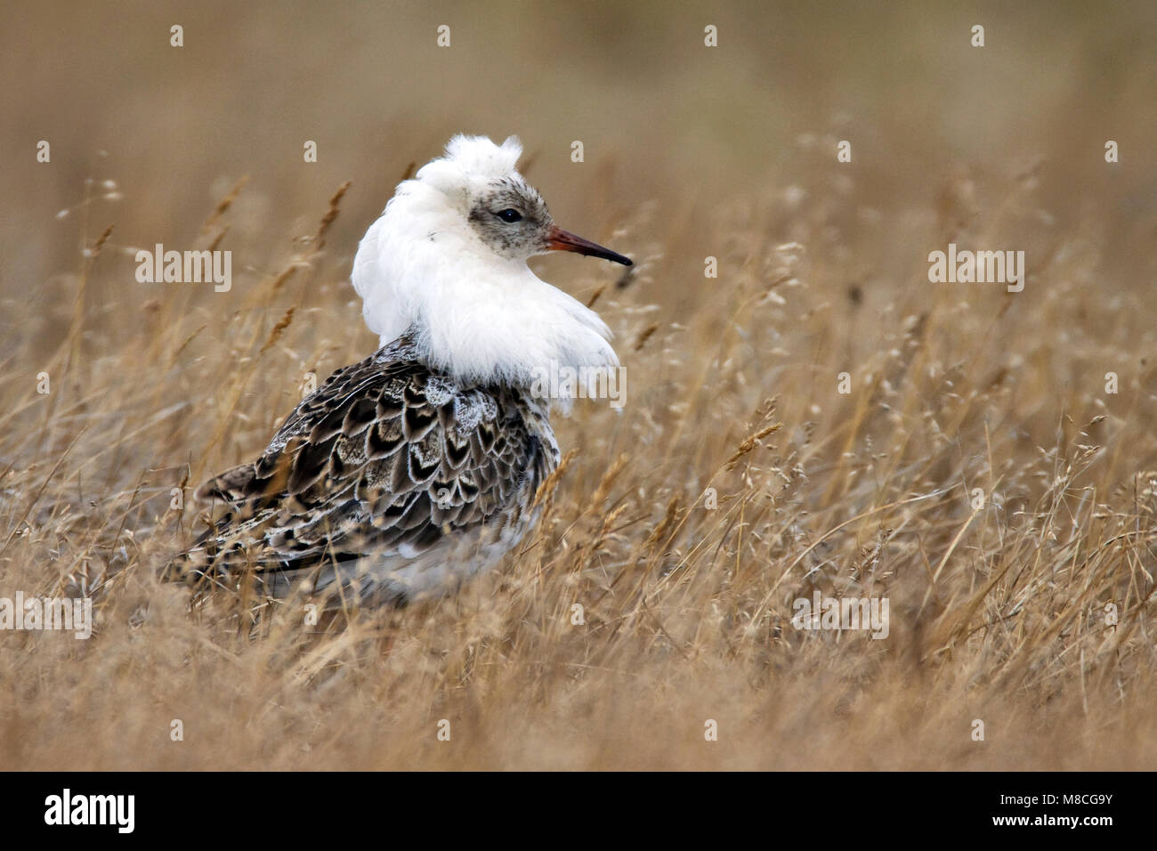 Adulti riproduttori maschi Barrow, AK Giugno 2009 Foto Stock