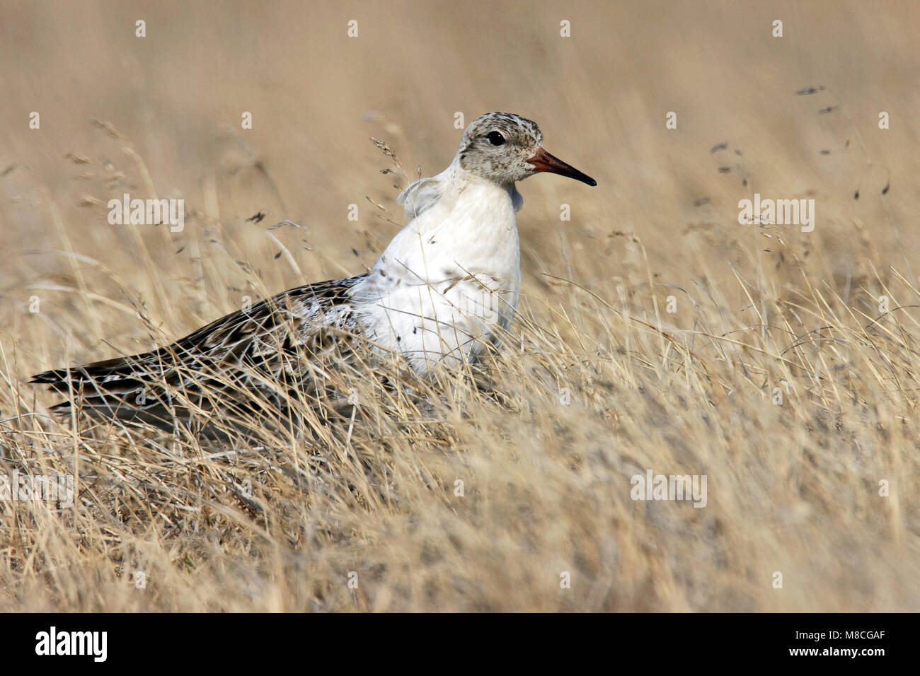 Adulti riproduttori maschi Barrow, AK Giugno 2009 Foto Stock