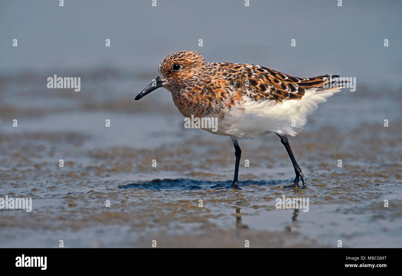 Riproduttori adulti Galveston Co., TX Maggio 2003 Foto Stock