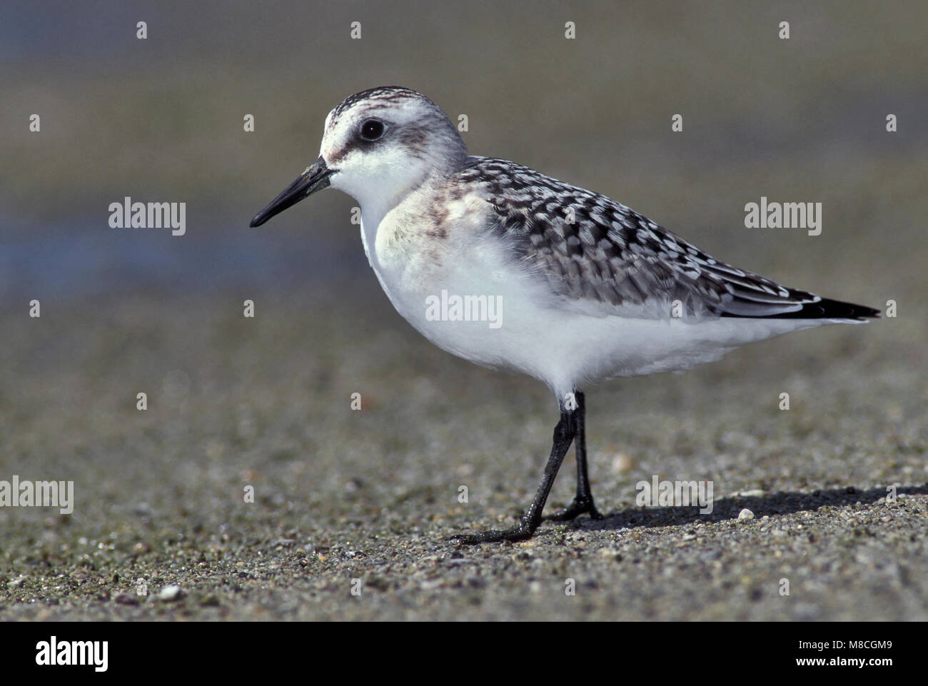 I capretti Ventura Co., CA Agosto 1998 Foto Stock