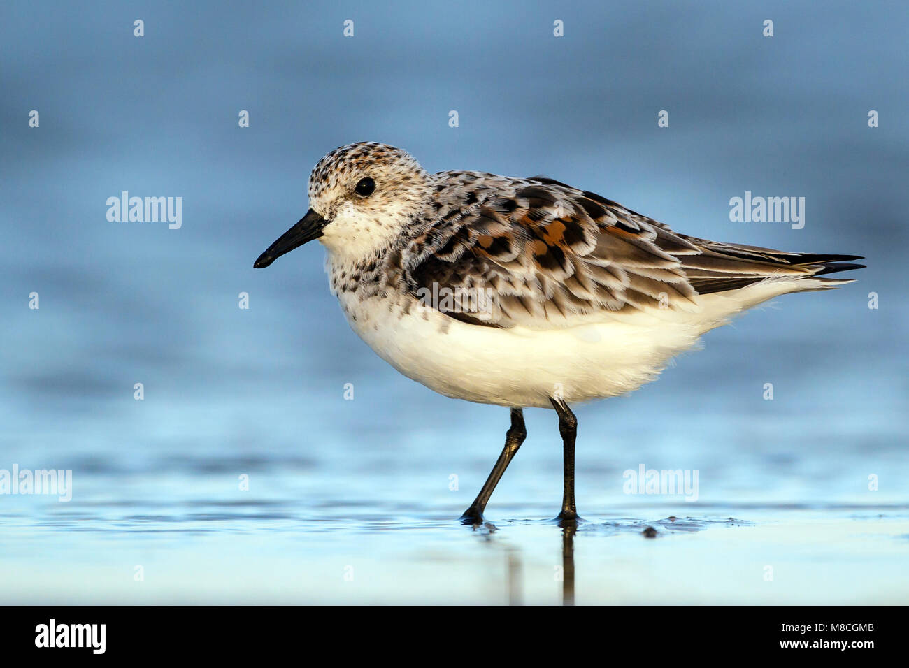 Adulti in transizione verso l'allevamento di Galveston Co., TX Aprile 2012 Foto Stock