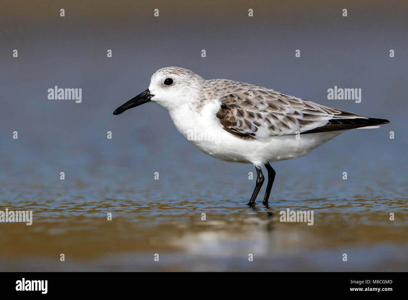 Adulto non-allevamento Galveston Co., TX Aprile 2012 Foto Stock