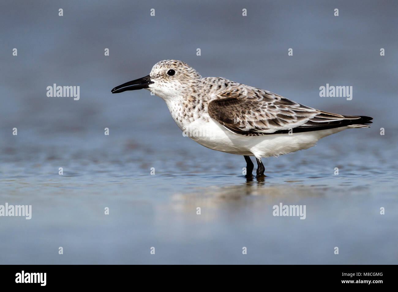 Adulto non-allevamento Galveston Co., TX Aprile 2012 Foto Stock