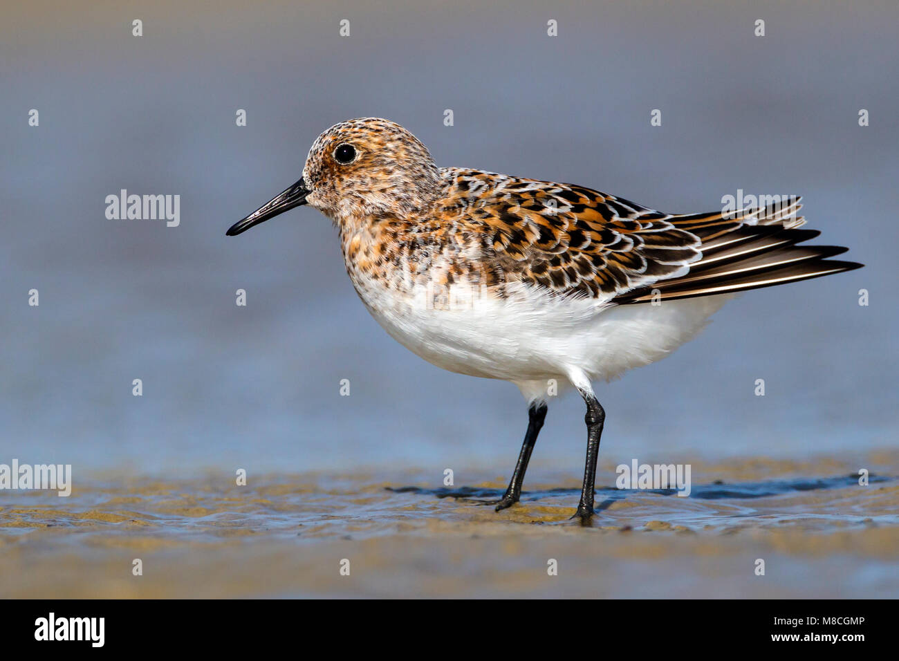 Riproduttori adulti Galveston Co., TX Aprile 2012 Foto Stock