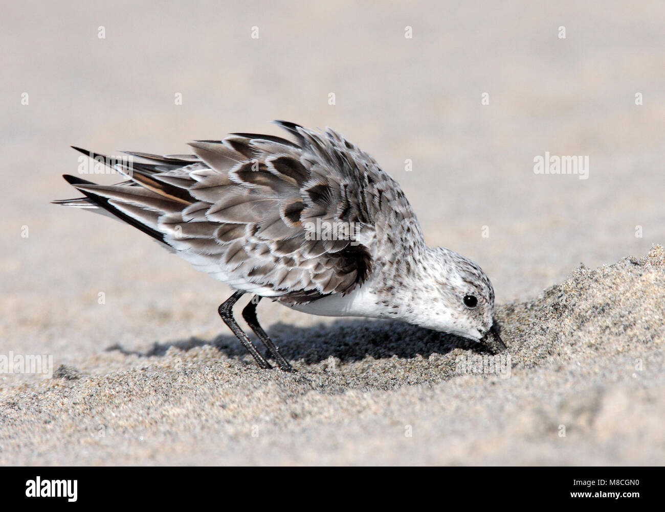 Adulto non-allevamento Los Angeles Co., CA Maggio 2009 Foto Stock