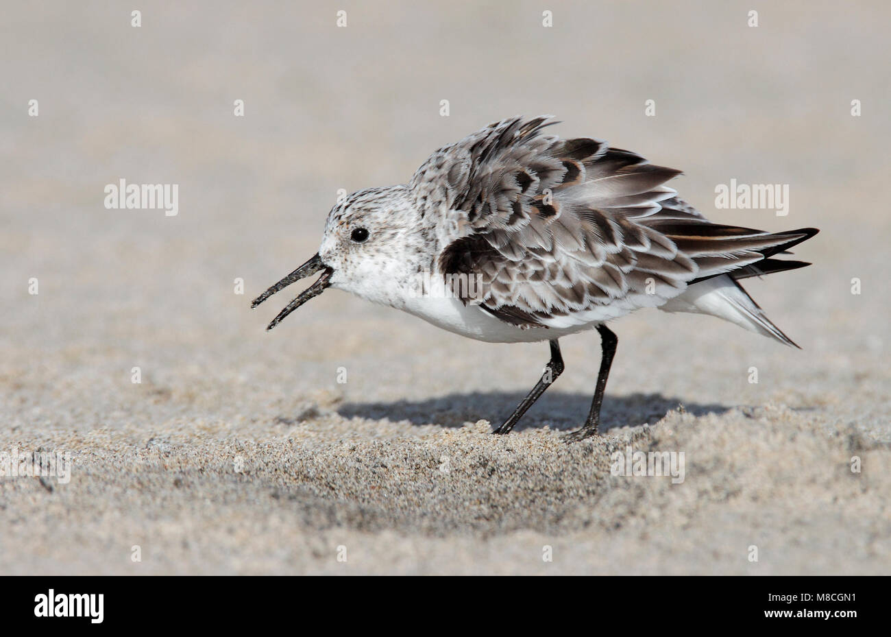 Adulto non-allevamento Los Angeles Co., CA Maggio 2009 Foto Stock