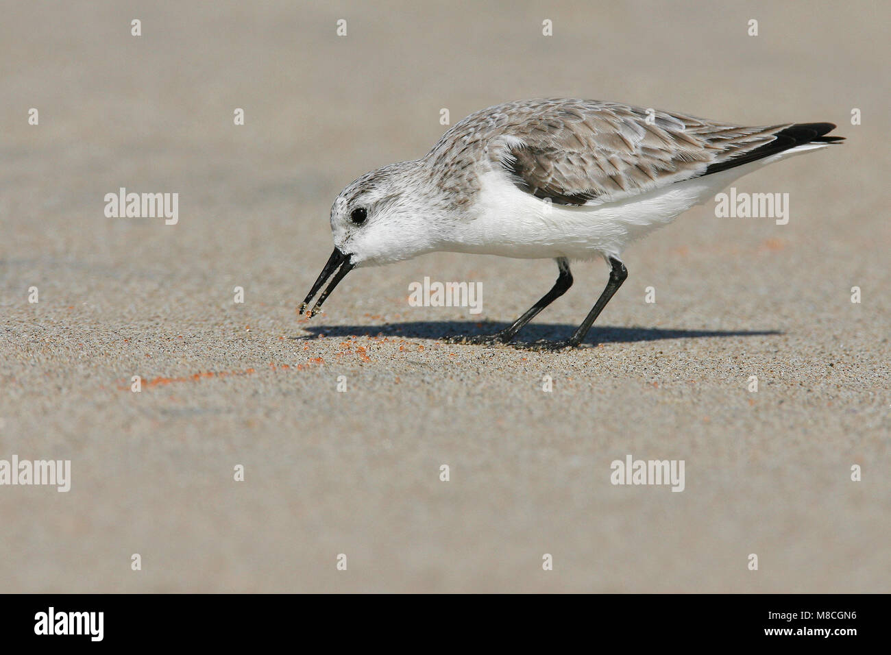Adulto non-allevamento Los Angeles Co., CA Marzo 2009 Foto Stock