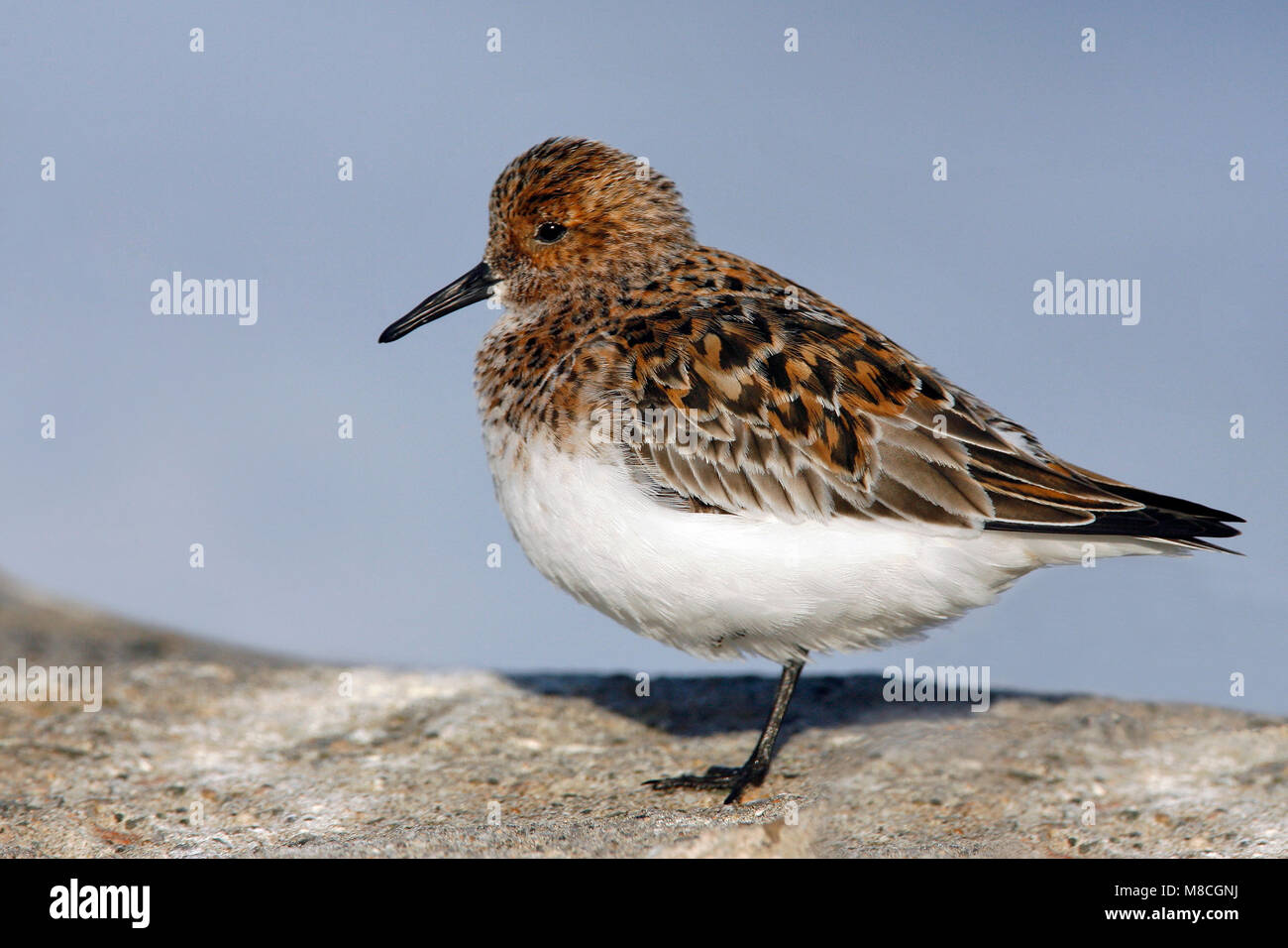 Riproduttori adulti Los Angeles Co., CA Maggio 2008 Foto Stock