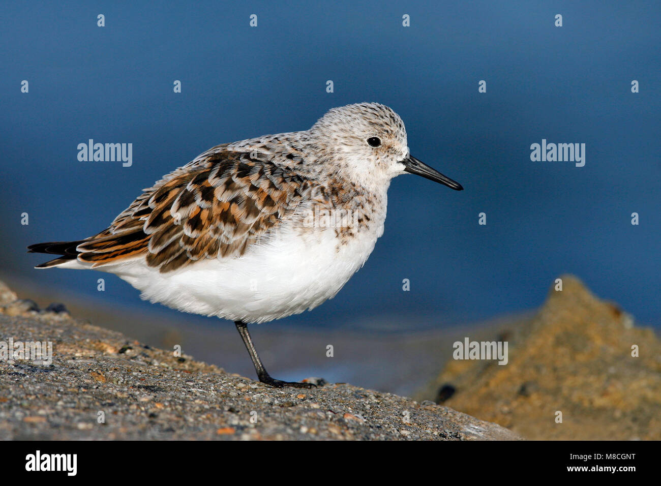 Transizione per adulti all allevamento di Los Angeles Co., CA Maggio 2008 Foto Stock