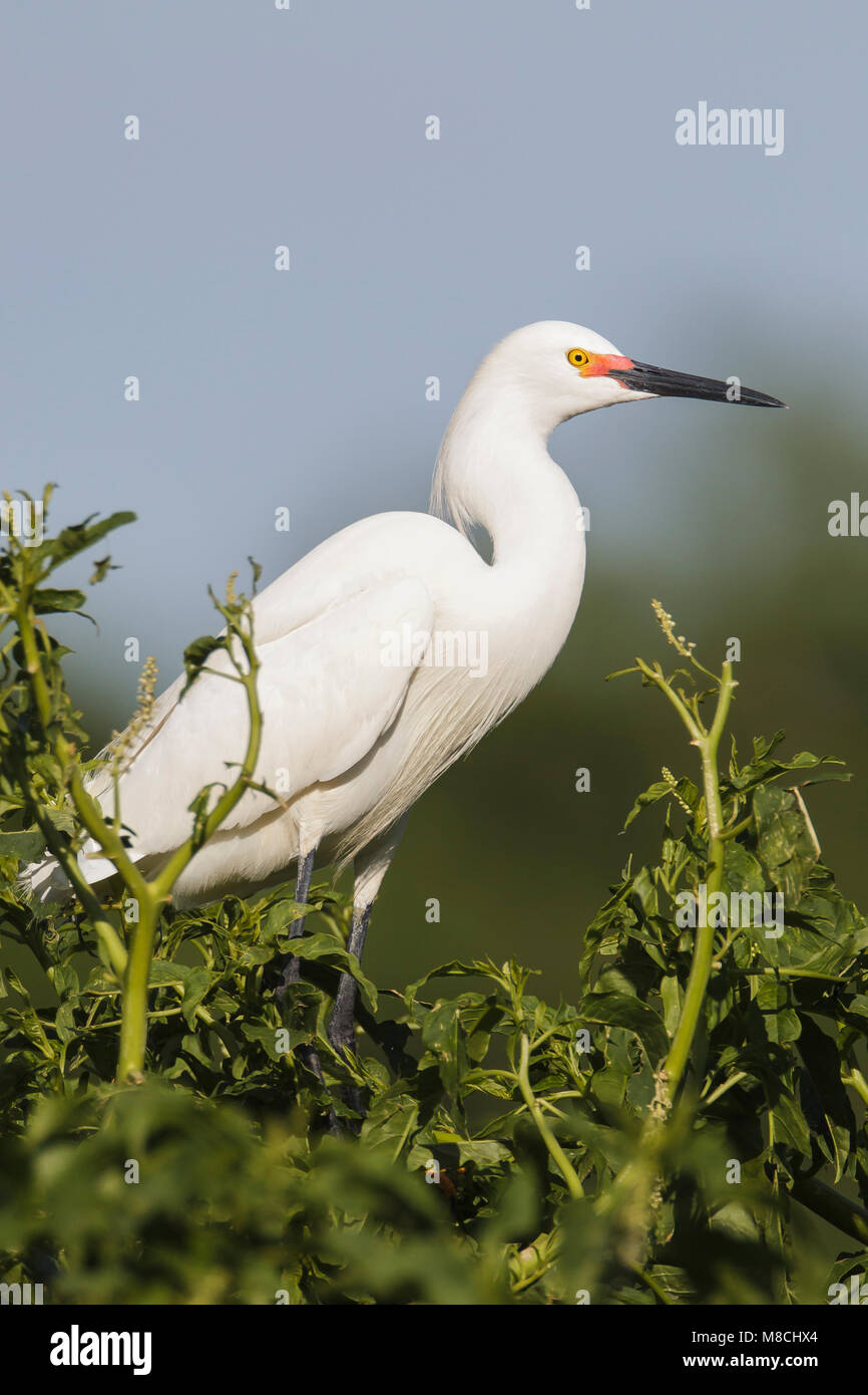 Riproduttori adulti Galveston Co., TX Aprile 2012 Foto Stock