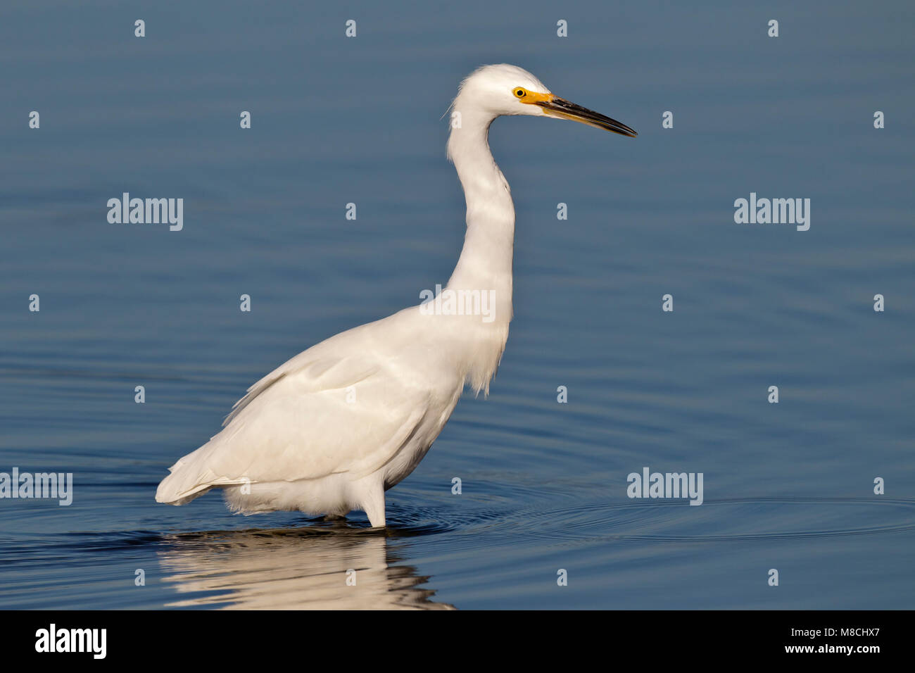 Adulto di Los Angeles Co., CA Settembre 2010 Foto Stock