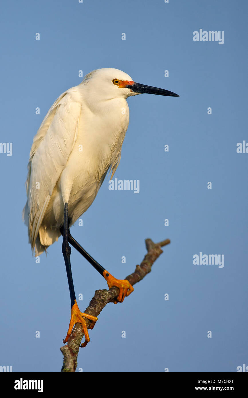 Riproduttori adulti Brazoria Co., TX Aprile 2007 Foto Stock