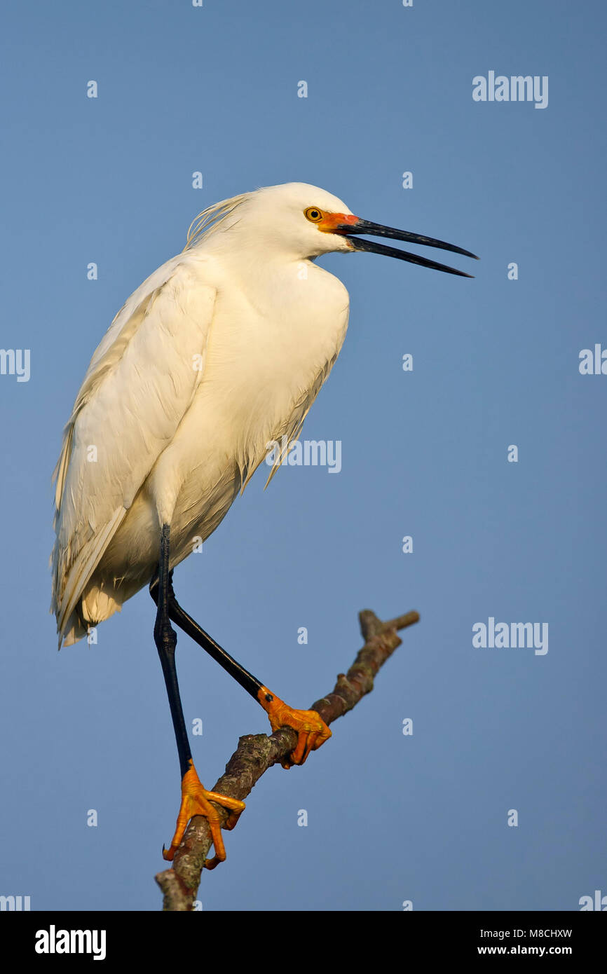 Riproduttori adulti Brazoria Co., TX Aprile 2007 Foto Stock