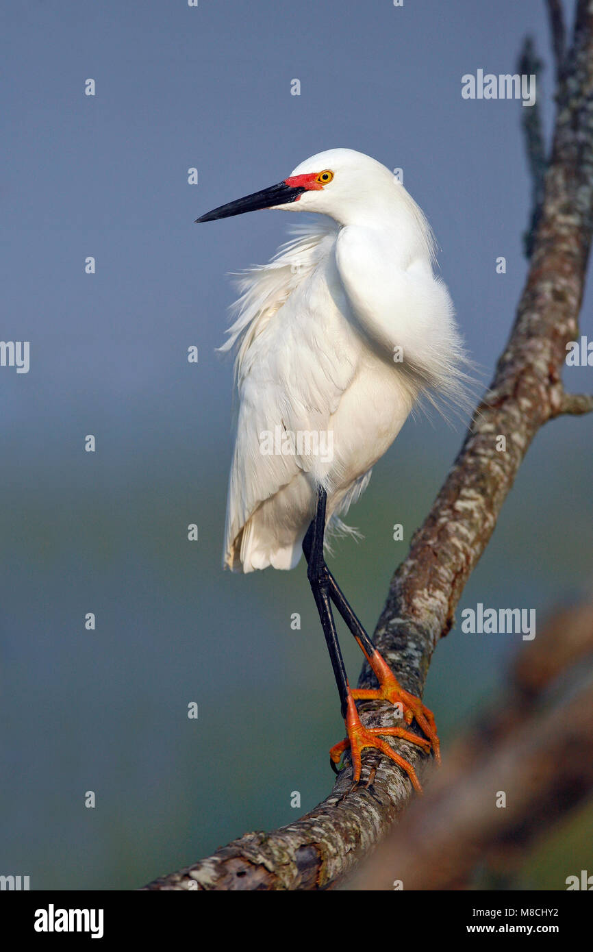Riproduttori adulti Brazoria Co., TX Aprile 2007 Foto Stock