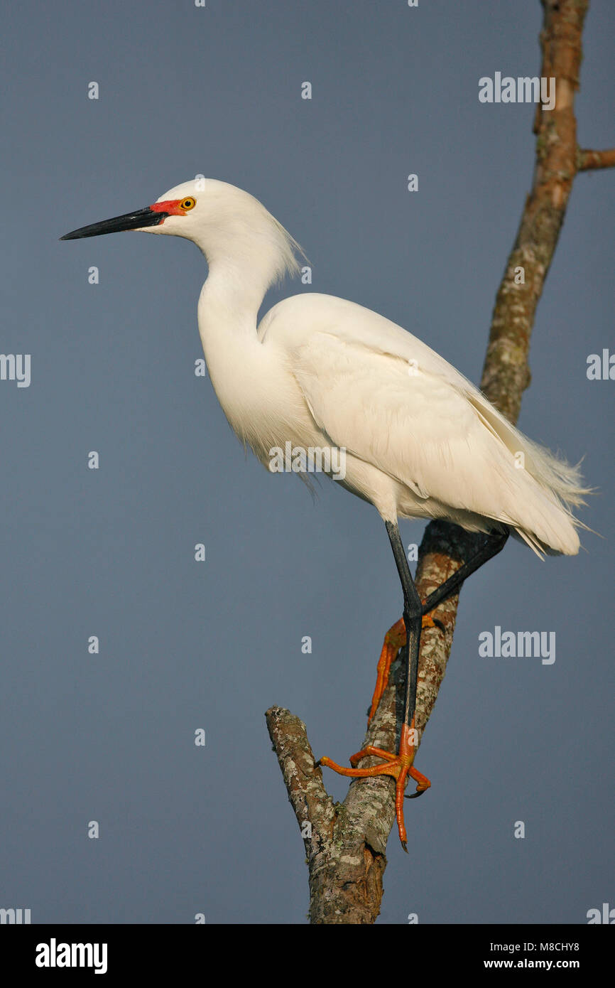 Riproduttori adulti Brazoria Co., TX aprile2007 Foto Stock
