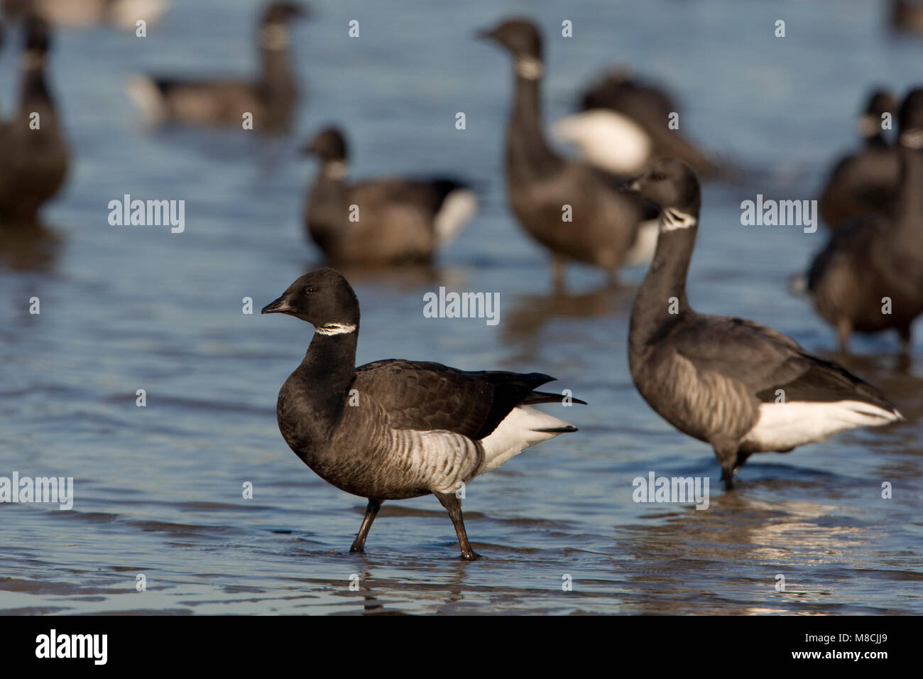 Zwarte Rotgans op het borra; Nero Brant sulle velme Foto Stock