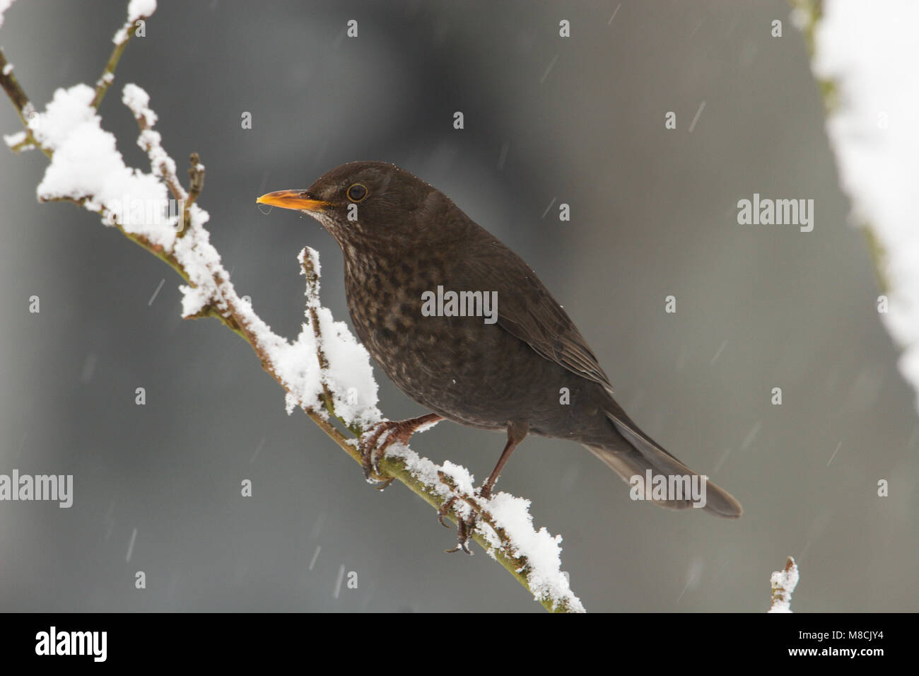 Comune di merlo giovane maschio sul ramo nella neve; Merel onvolwassen mannetje op tak in sneeuw Foto Stock