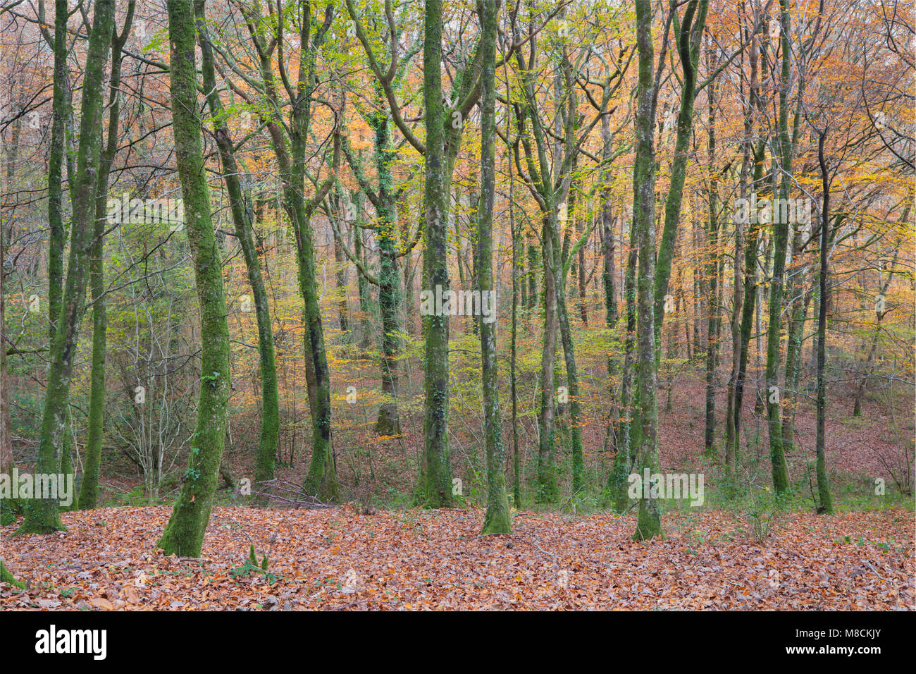 Alberi in boschi Hembury nel Devon che mostra una gamma di colori autunnali Foto Stock