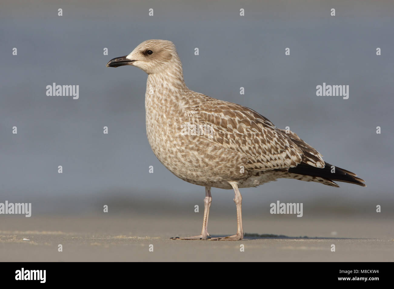 Jong op het strand (3 van 3); bambini sulla spiaggia (3/3) Foto Stock