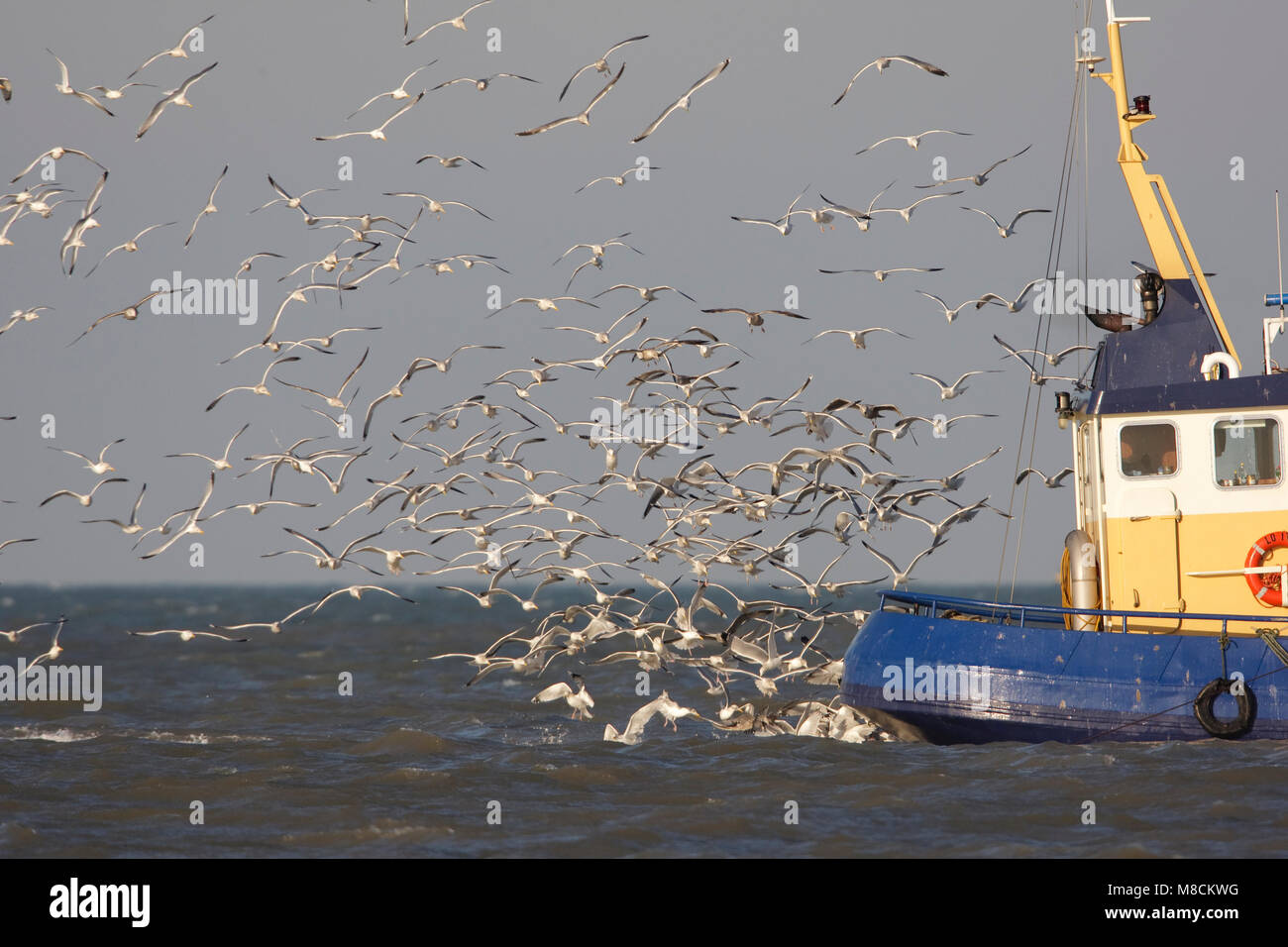 Zilvermeeuw achter vissersboot; Aringa Gabbiano dietro il peschereccio per traino Foto Stock