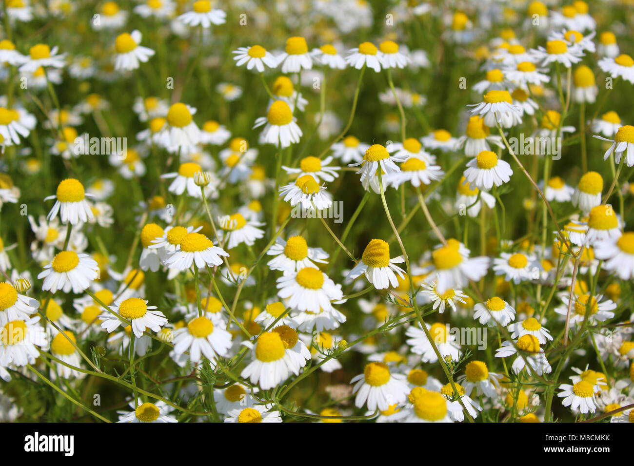 Campo con piante di camomilla (Matricaria chamomilla) in fiore Foto Stock