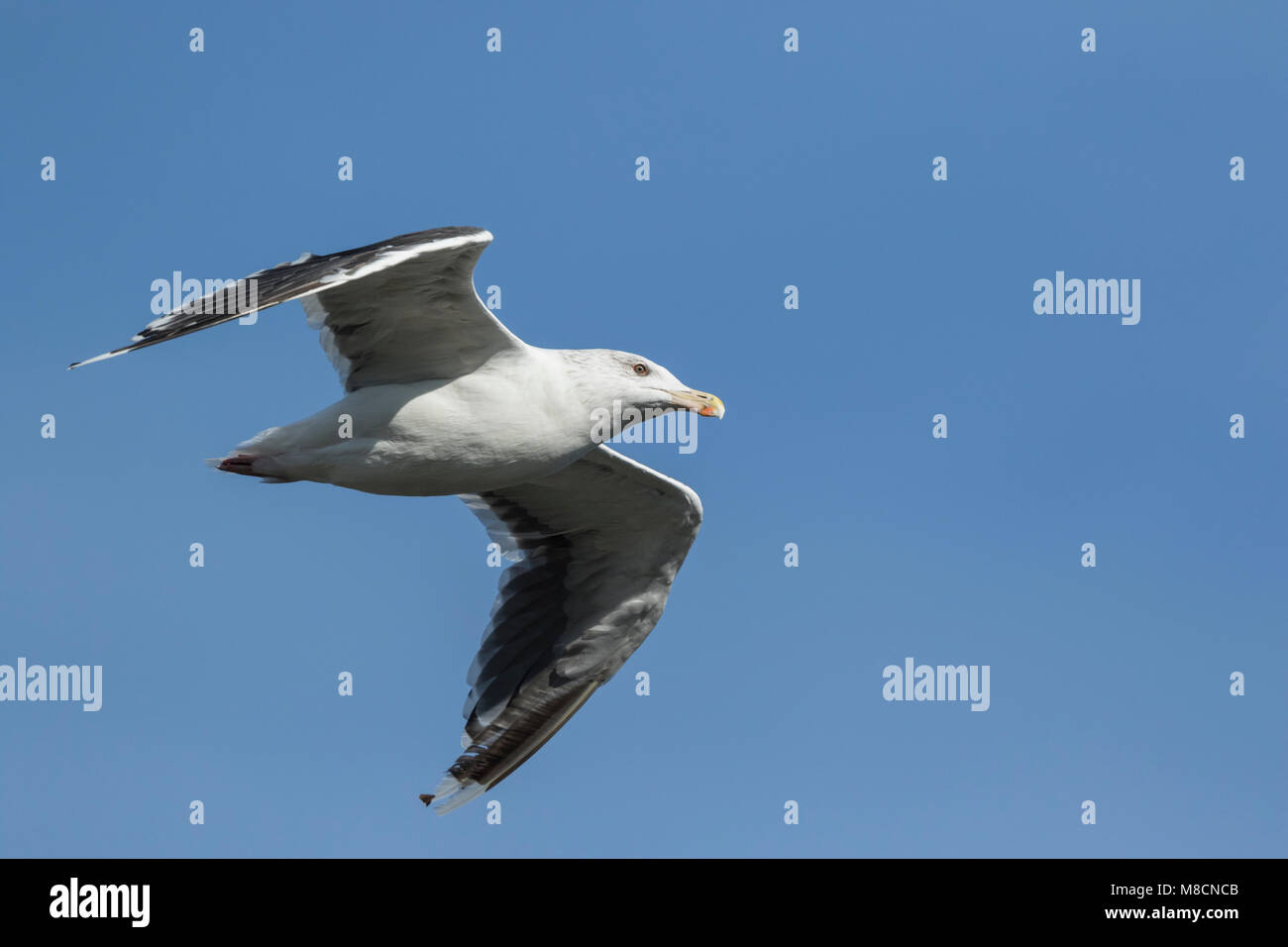 Grande nero-backed Gull (Larus marinus) battenti Foto Stock