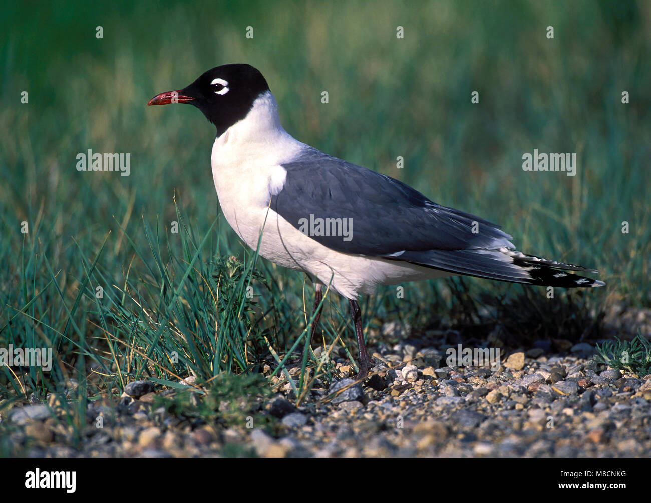 Riproduttori adulti Chouteau Co., MT Giugno 2001 Foto Stock