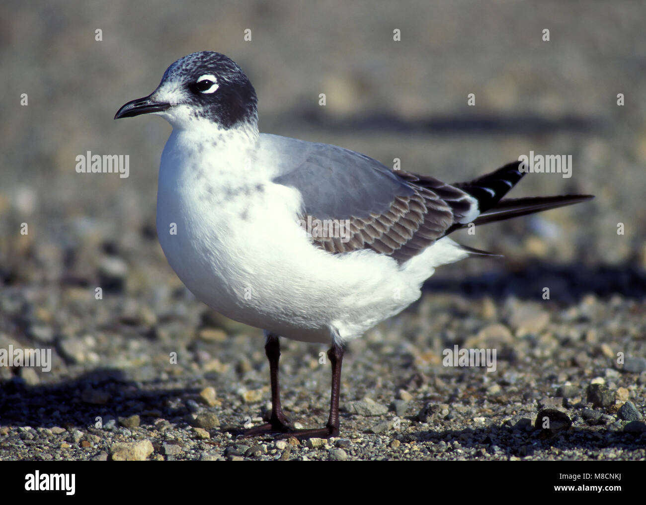 Primo Inverno Ventura Co., CA Dicembre 1994 Foto Stock