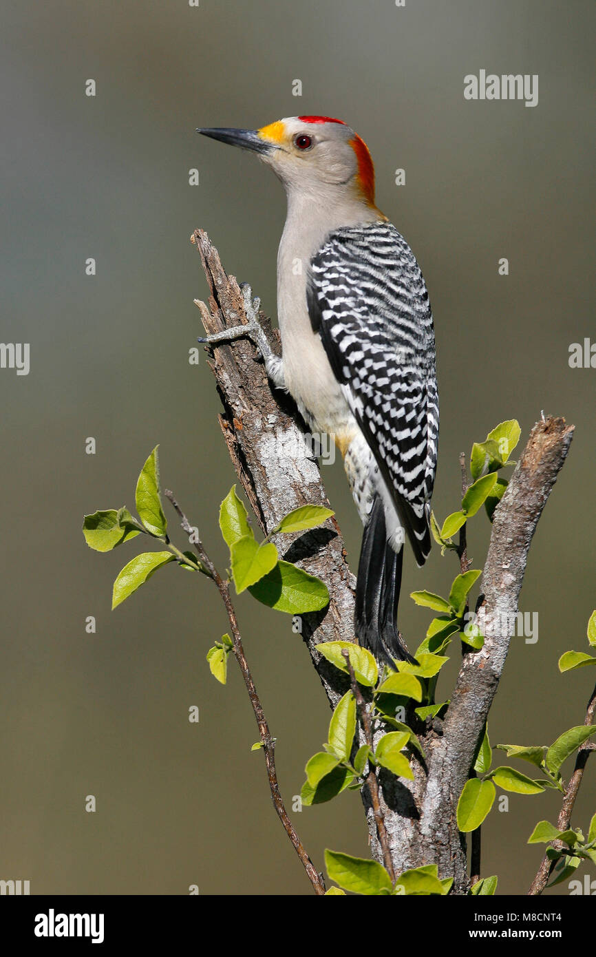 Immagine di uccelli da Brian E. piccola Foto Stock