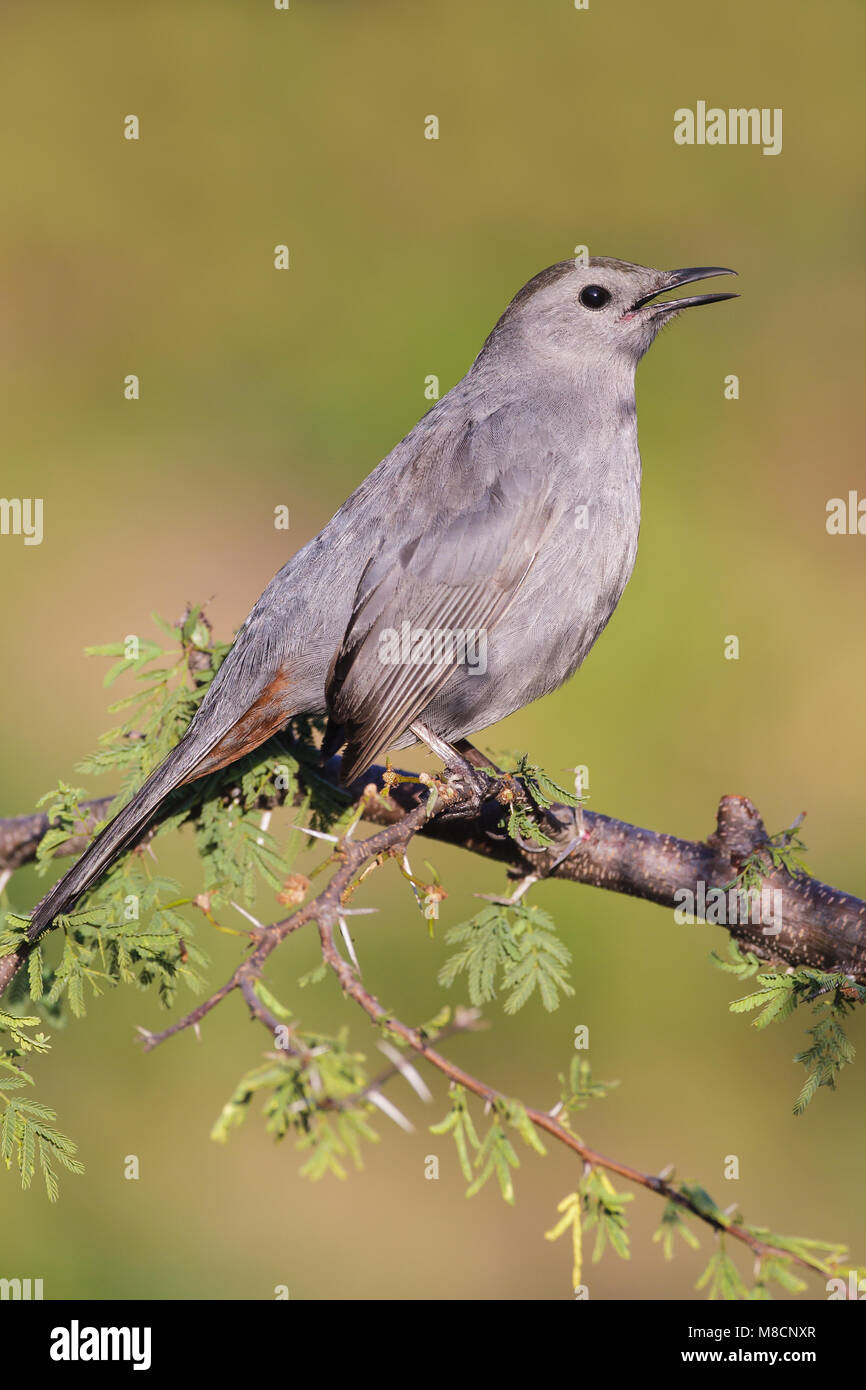 Zingende Katvogel, cantando Catbird grigio Foto Stock