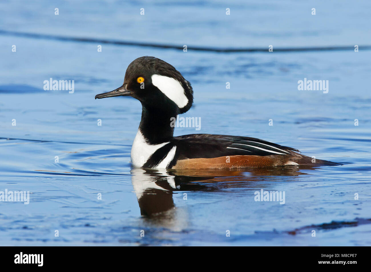 Immagine di uccelli da Brian E. piccola Foto Stock
