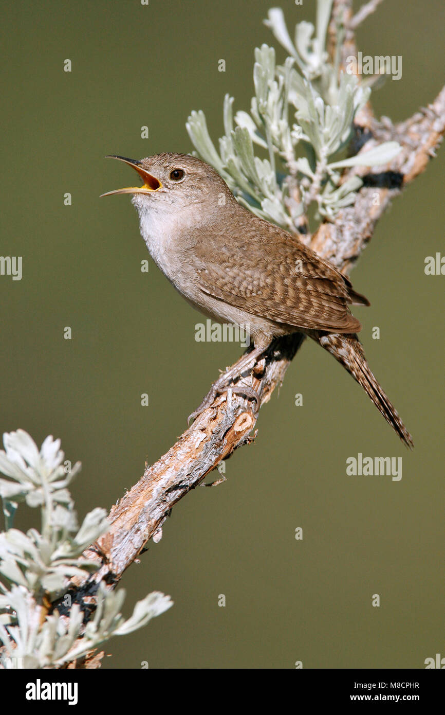 Adulto Mono Co., CA Giugno 2008 Foto Stock