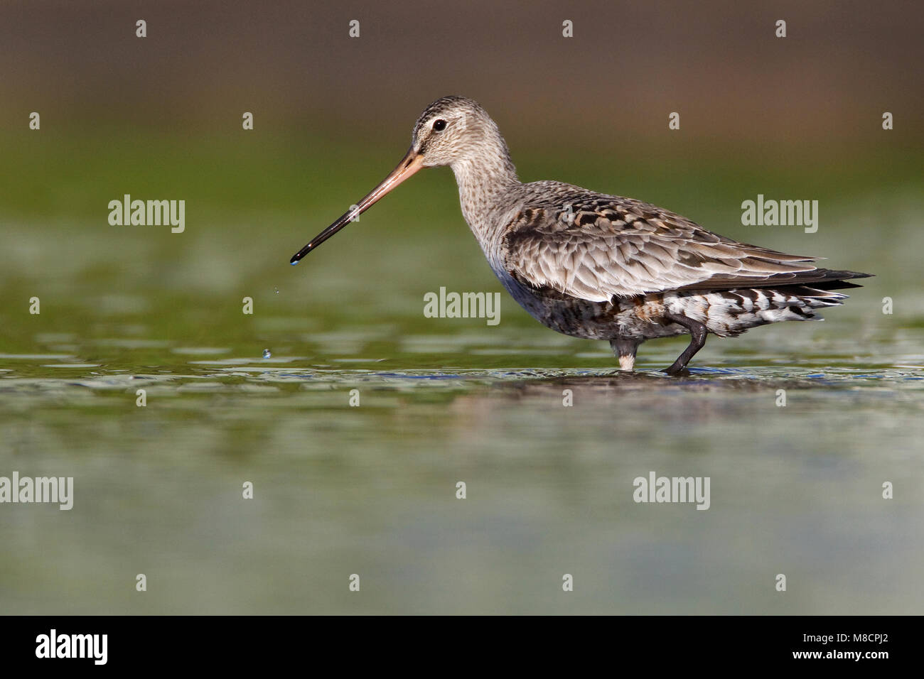 Immagine di uccelli da Brian E. piccola Foto Stock