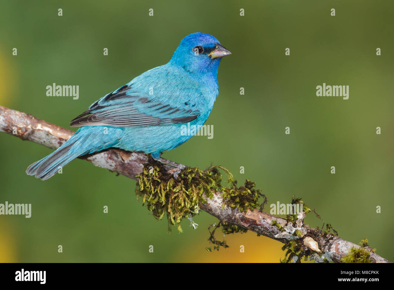 Immagine di uccelli da Brian E. piccola Foto Stock