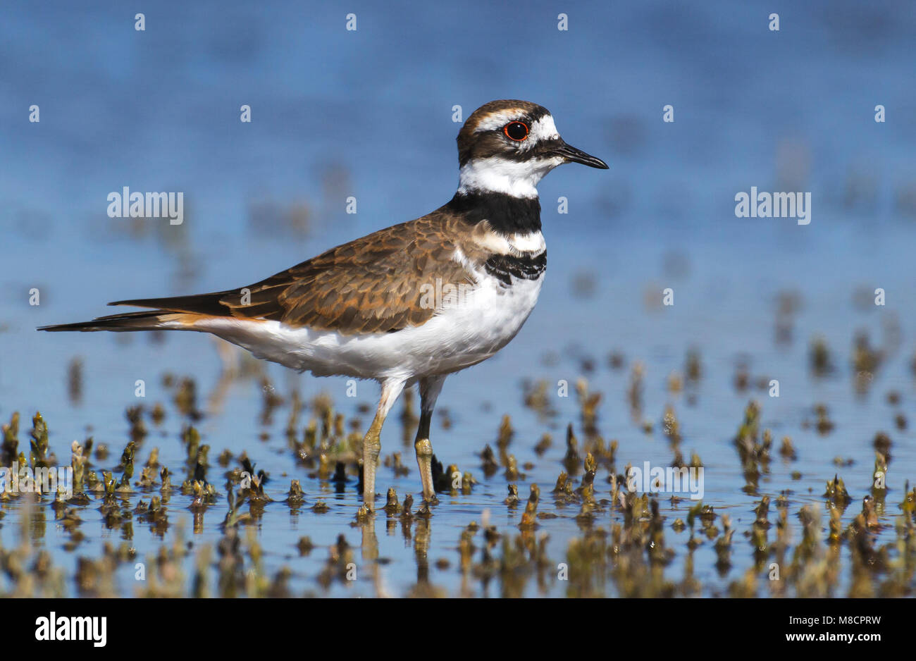 I capretti Ventura Co., CA Settembre 2010 Foto Stock